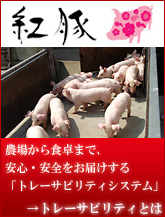 �ȥ졼���ӥ�ƥ�